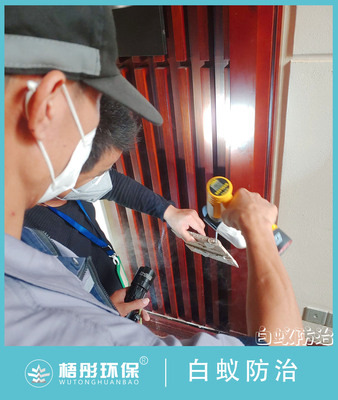 儋州海花島別墅白蟻防治