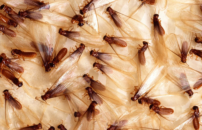 家里有白蟻要找哪個部門滅白蟻