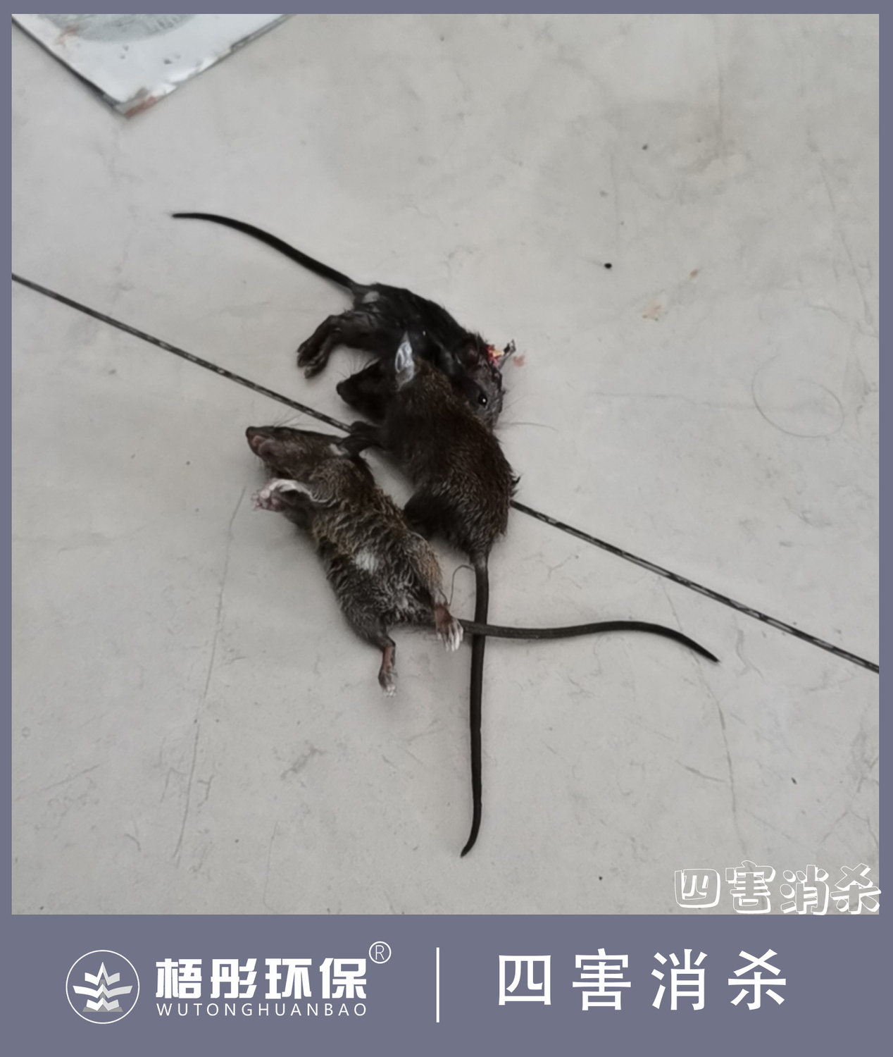 豎版水印.jpg